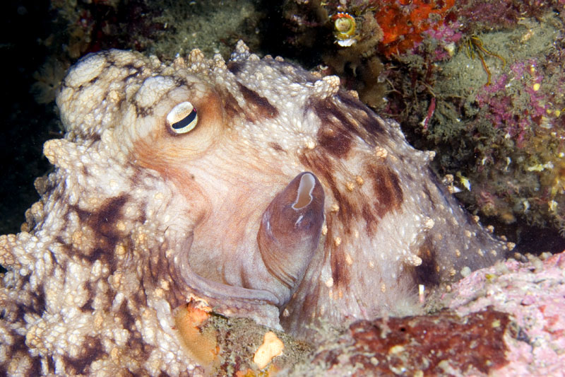 Octopus maorum